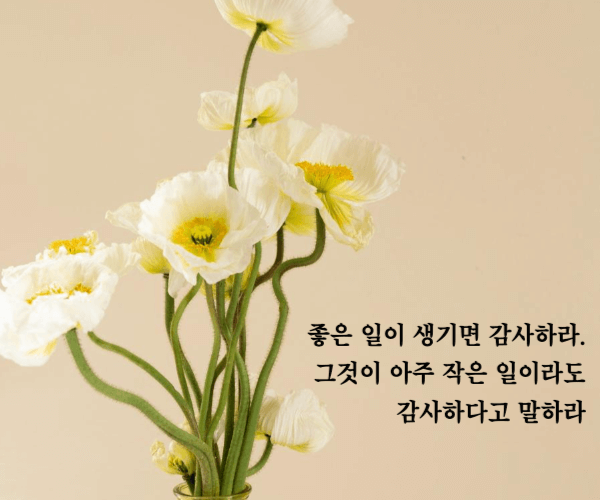 하얀 꽃이 담김 화병 위로 감사 명언이 적혀있다