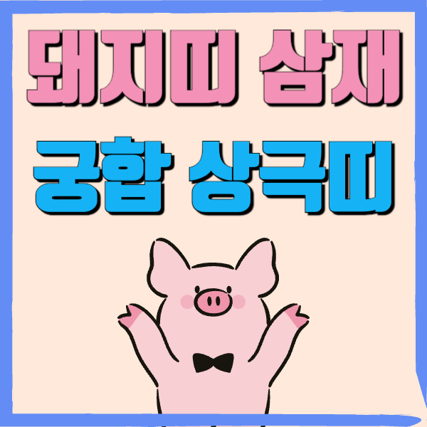 돼지띠 삼재 궁합 상극띠 총정리